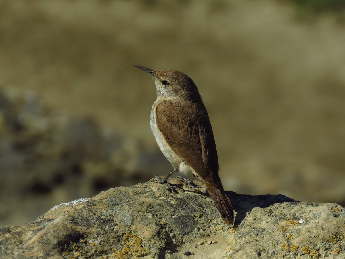 Rock Wren - ML623428120