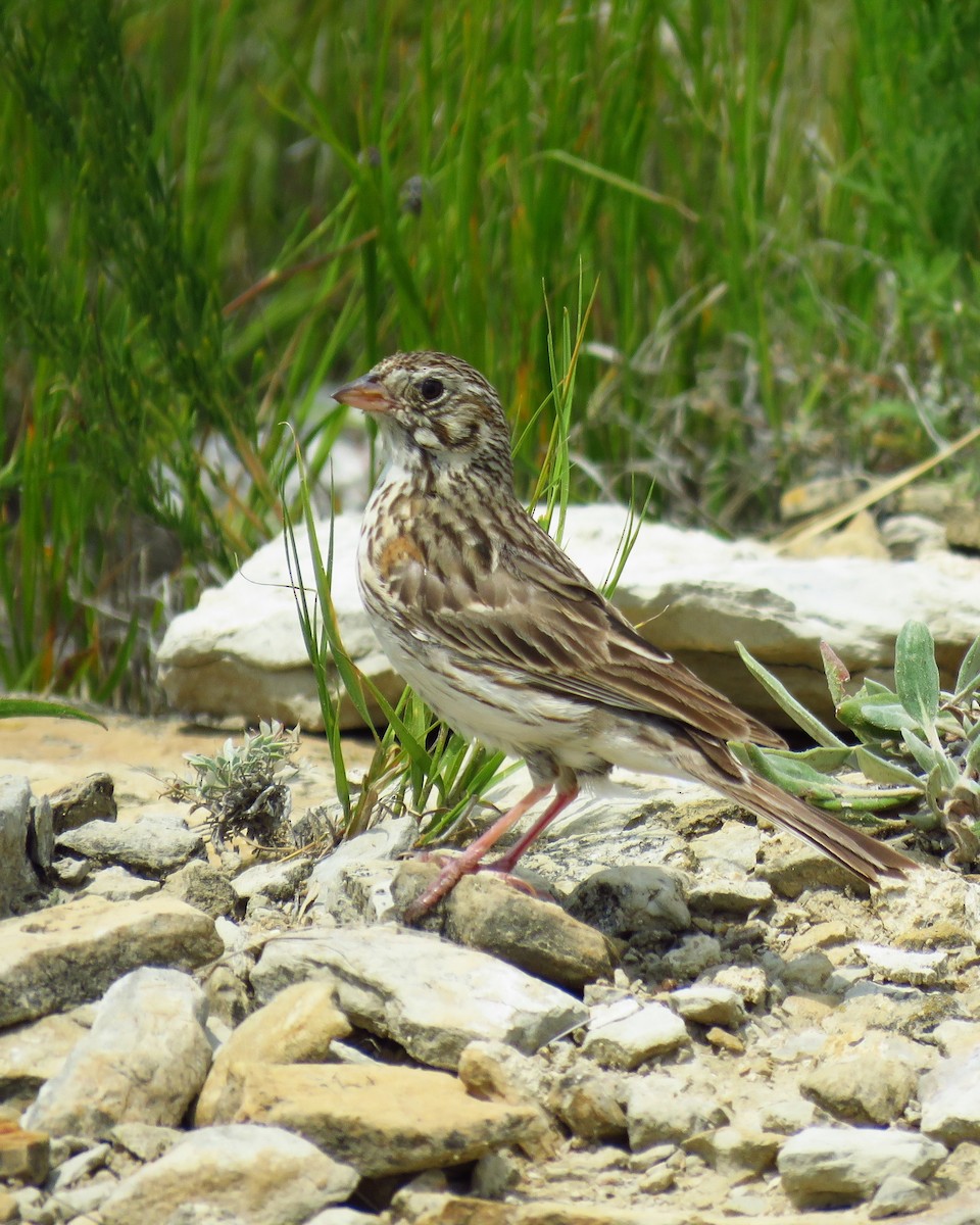 Vesper Sparrow - ML623428132