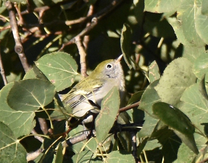 Chestnut-sided Warbler - ML623428158