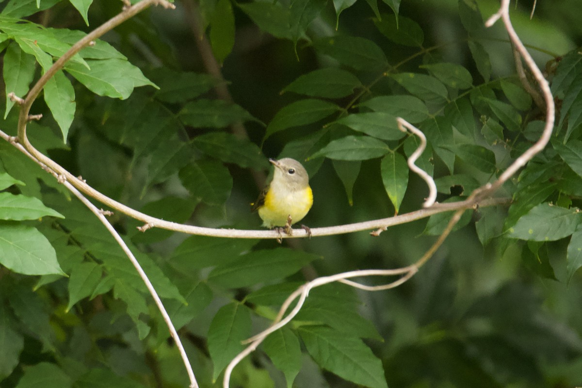 American Redstart - ML623428190