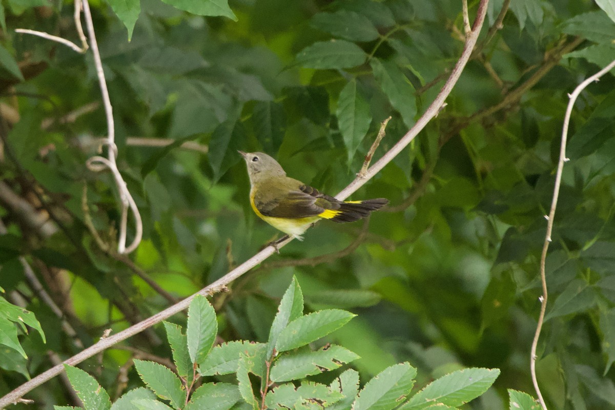 American Redstart - ML623428191