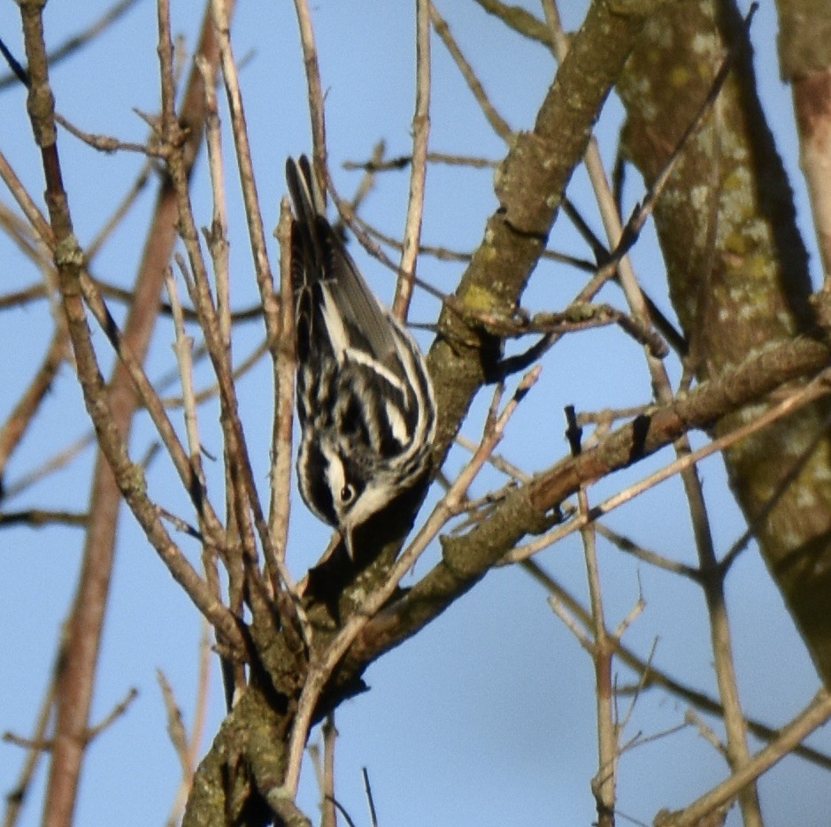 Black-and-white Warbler - ML623428193