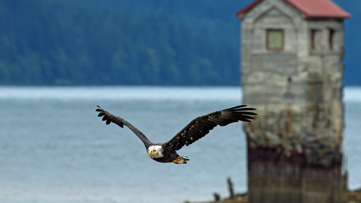 Bald Eagle - ML623428213