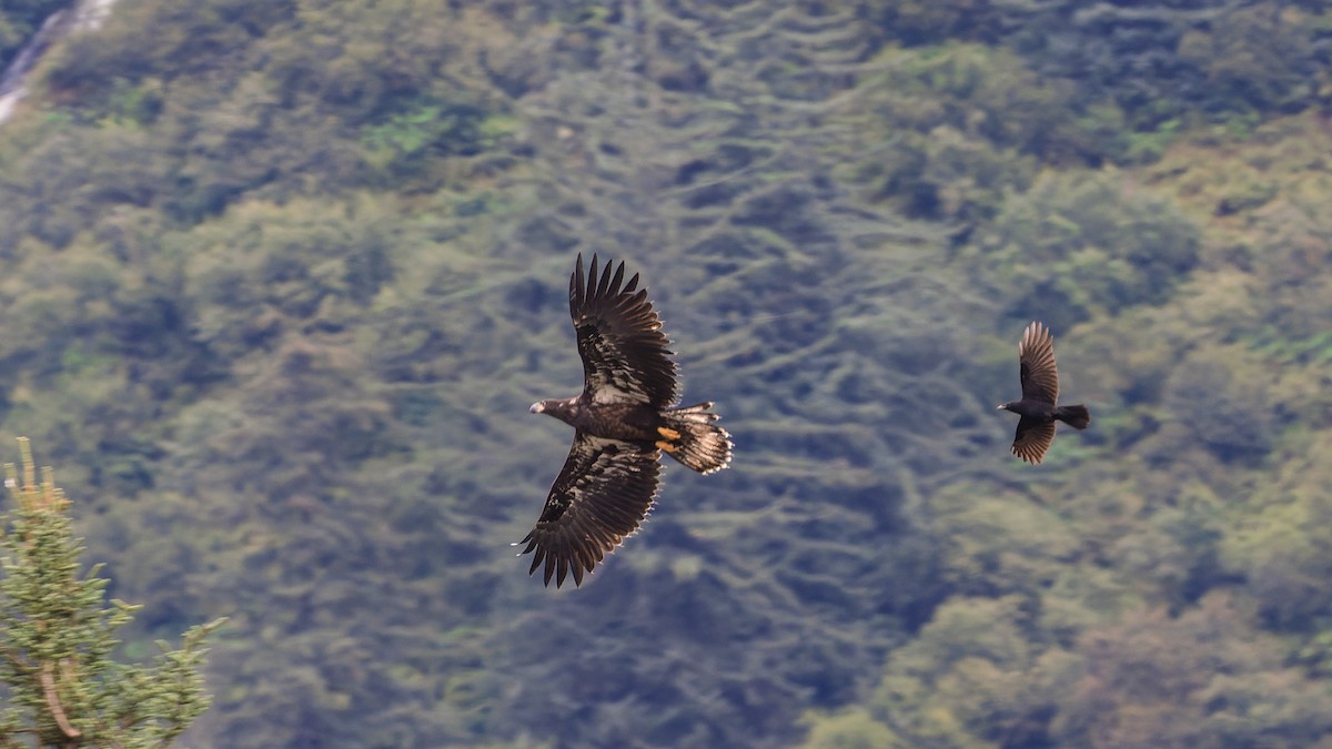 Bald Eagle - ML623428214
