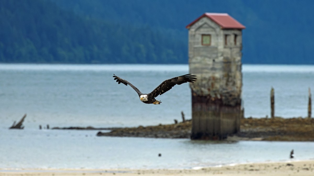 Bald Eagle - ML623428217