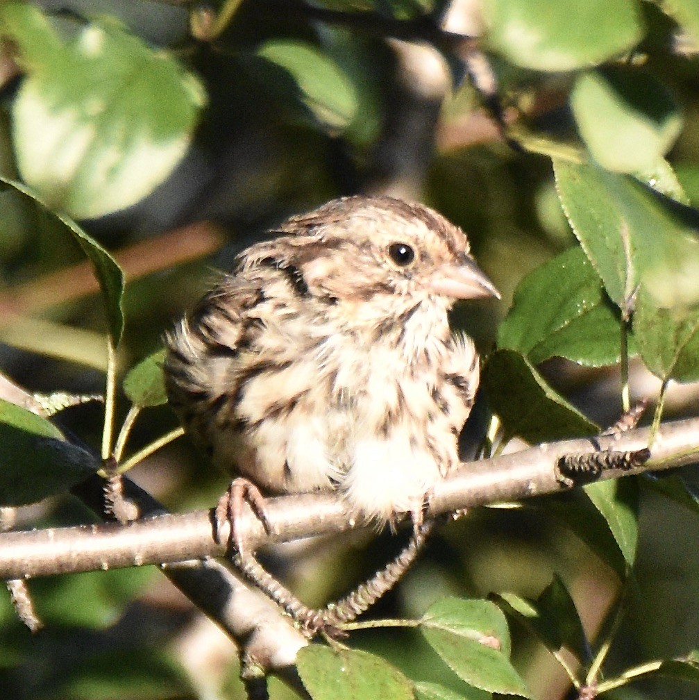 Song Sparrow - ML623428233
