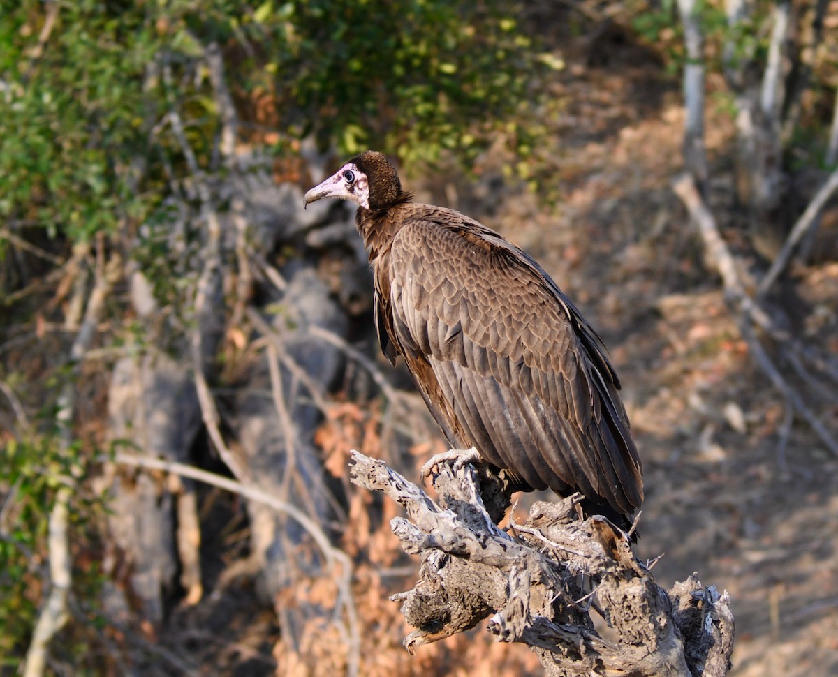 Hooded Vulture - ML623428267