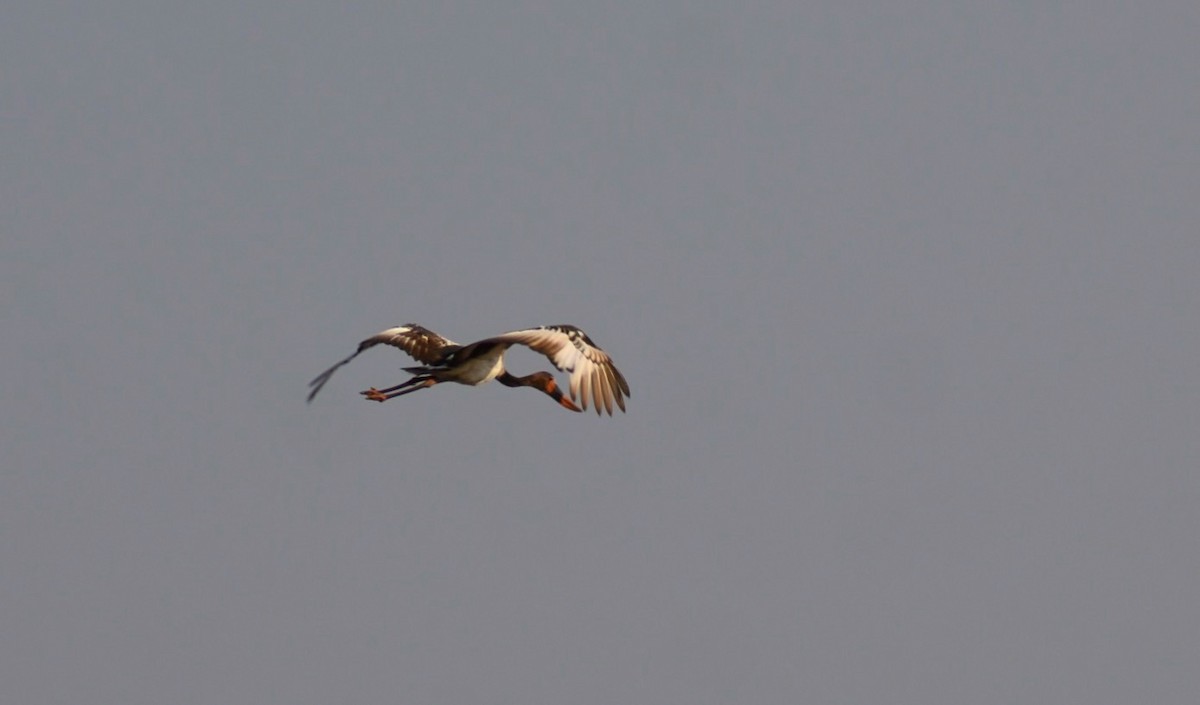 Saddle-billed Stork - ML623428268