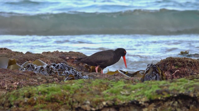 Sooty Oystercatcher - ML623428282