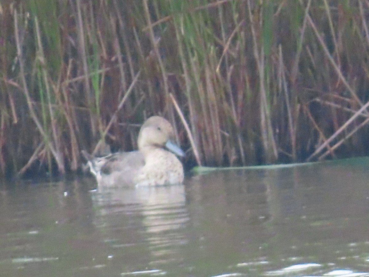 Northern Pintail - ML623428291