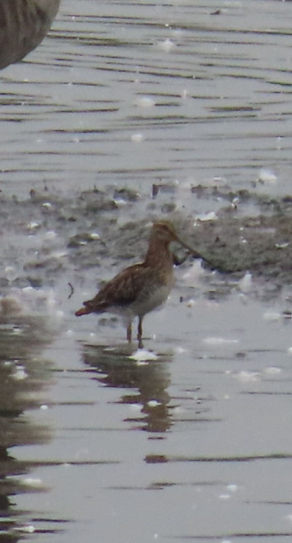 Common Snipe - ML623428309