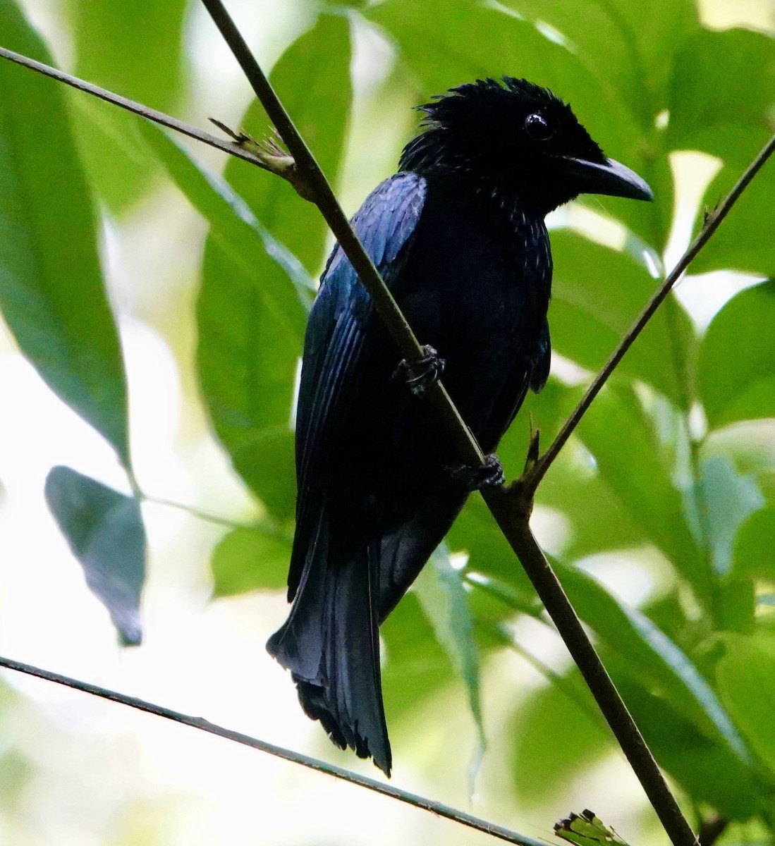 Short-tailed Drongo - ML623428310