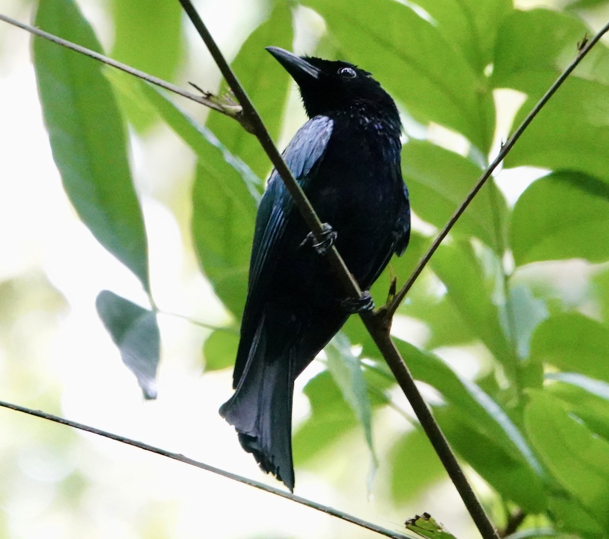 Short-tailed Drongo - ML623428311