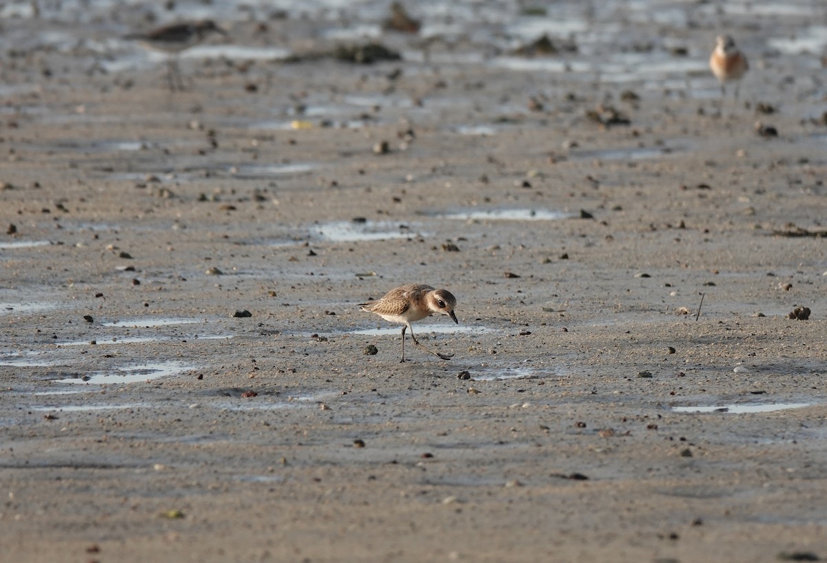 Tibetan Sand-Plover - ML623428322