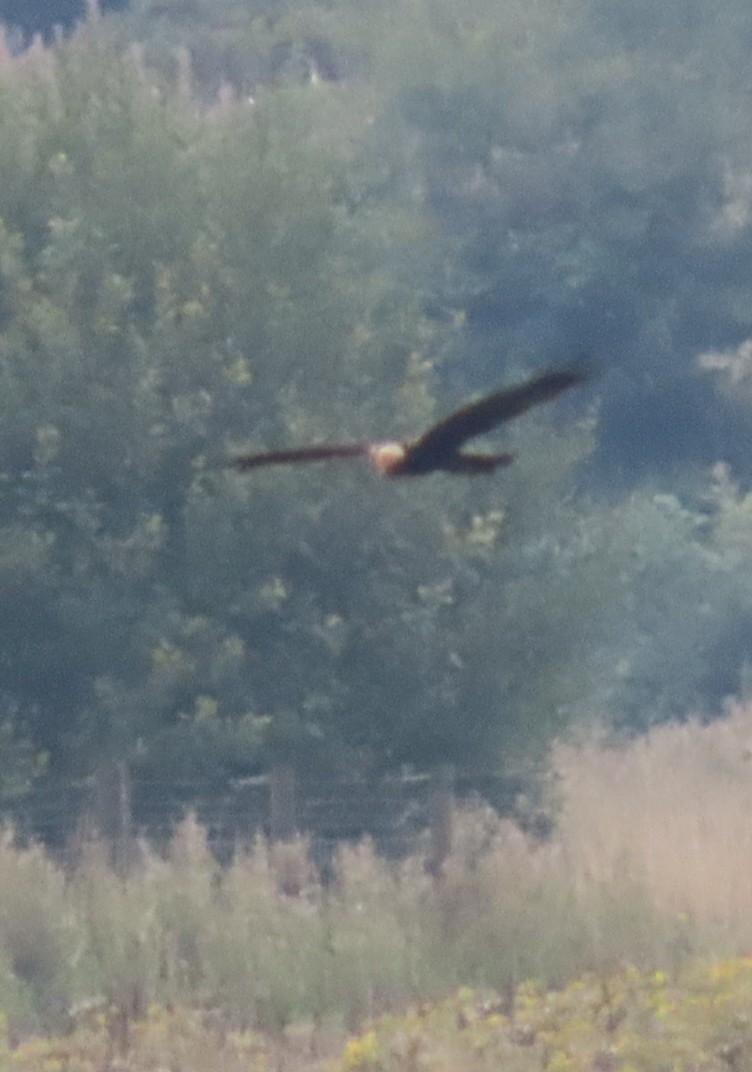 Western Marsh Harrier - ML623428326