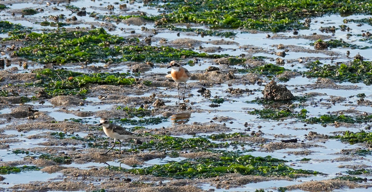 Tibetan Sand-Plover - Brad R