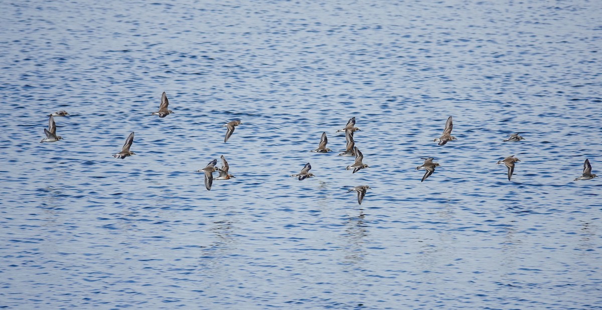 Tibetan Sand-Plover - ML623428333