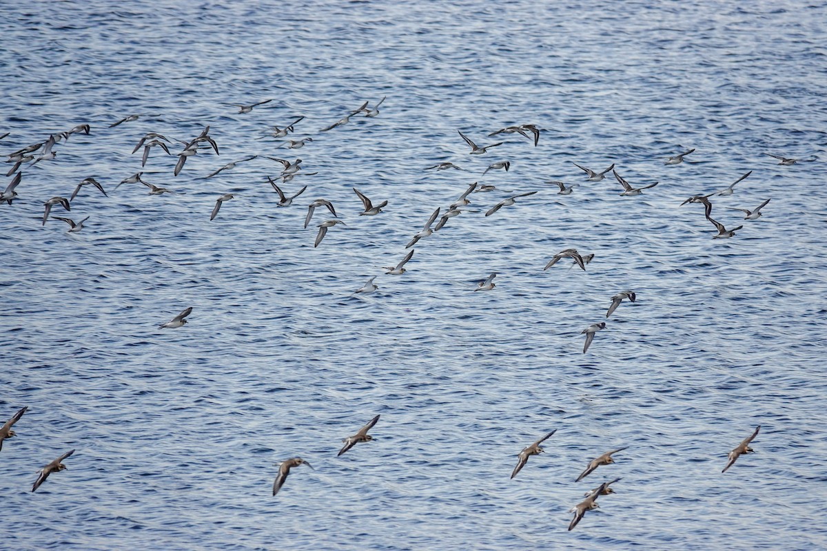 Tibetan Sand-Plover - Brad R