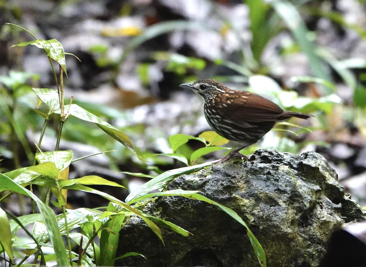 Striated Wren-Babbler - ML623428338