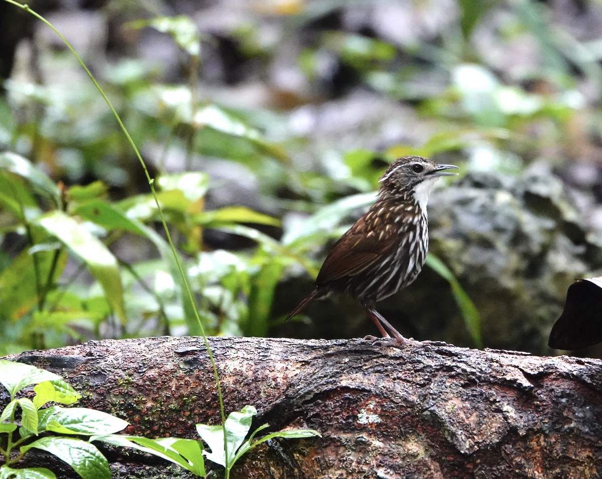 Striated Wren-Babbler - ML623428339