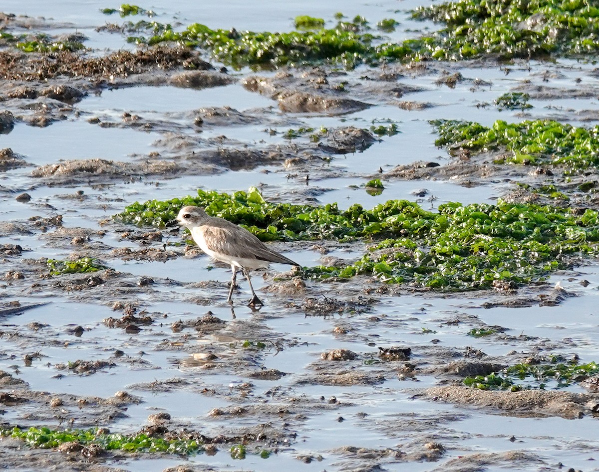 Tibetan Sand-Plover - ML623428341