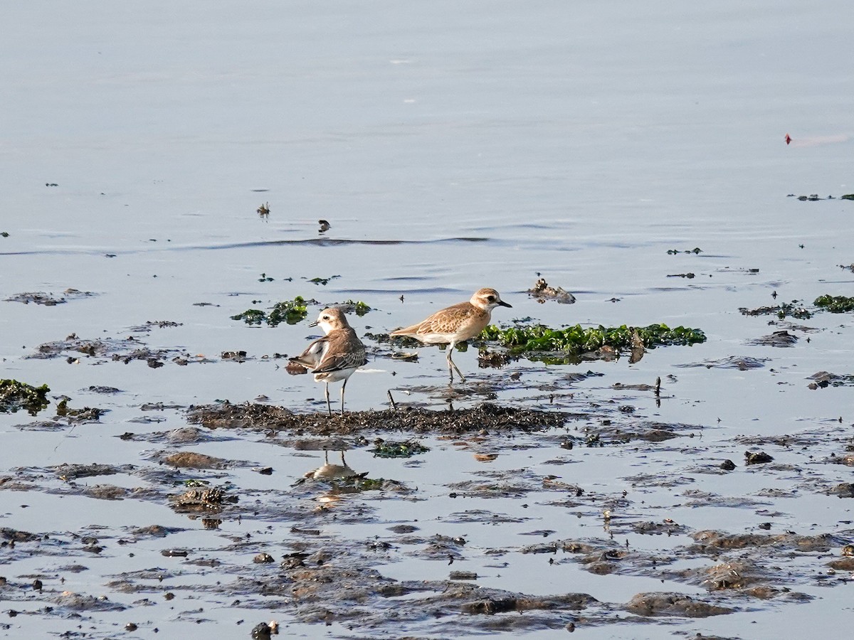 Tibetan Sand-Plover - Brad R