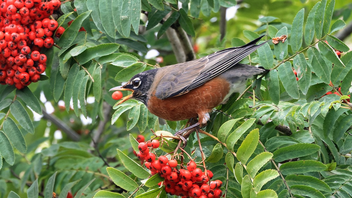 American Robin - ML623428349