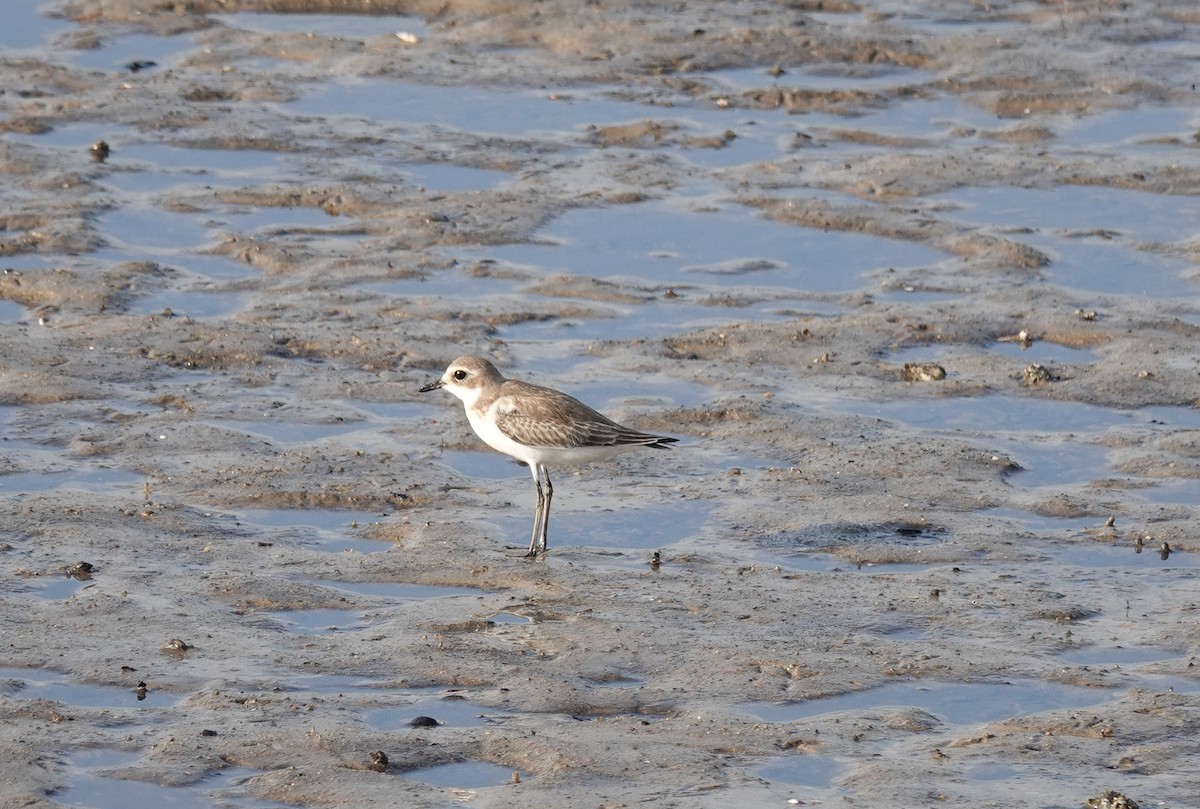 Tibetan Sand-Plover - ML623428350