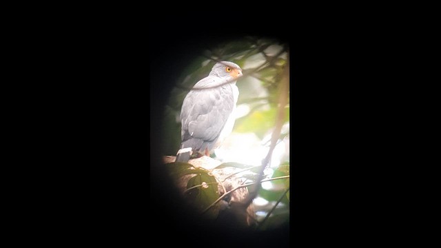 Semiplumbeous Hawk - ML623428351