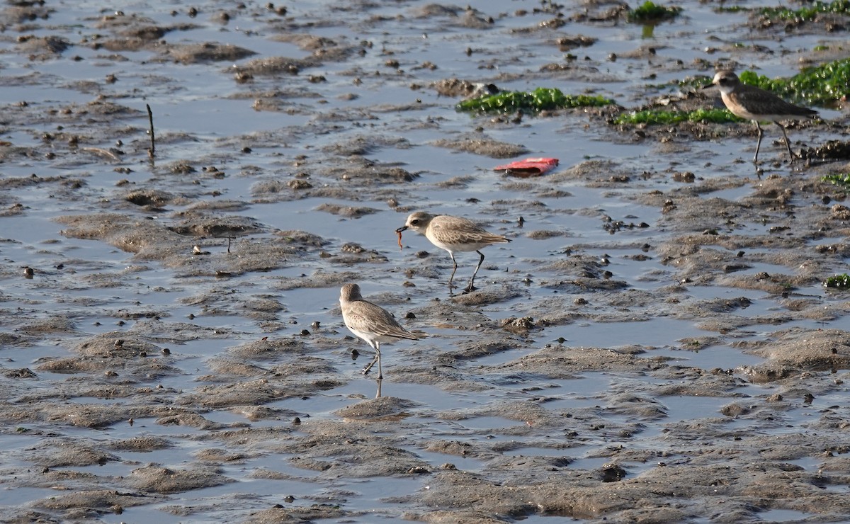 Tibetan Sand-Plover - ML623428354