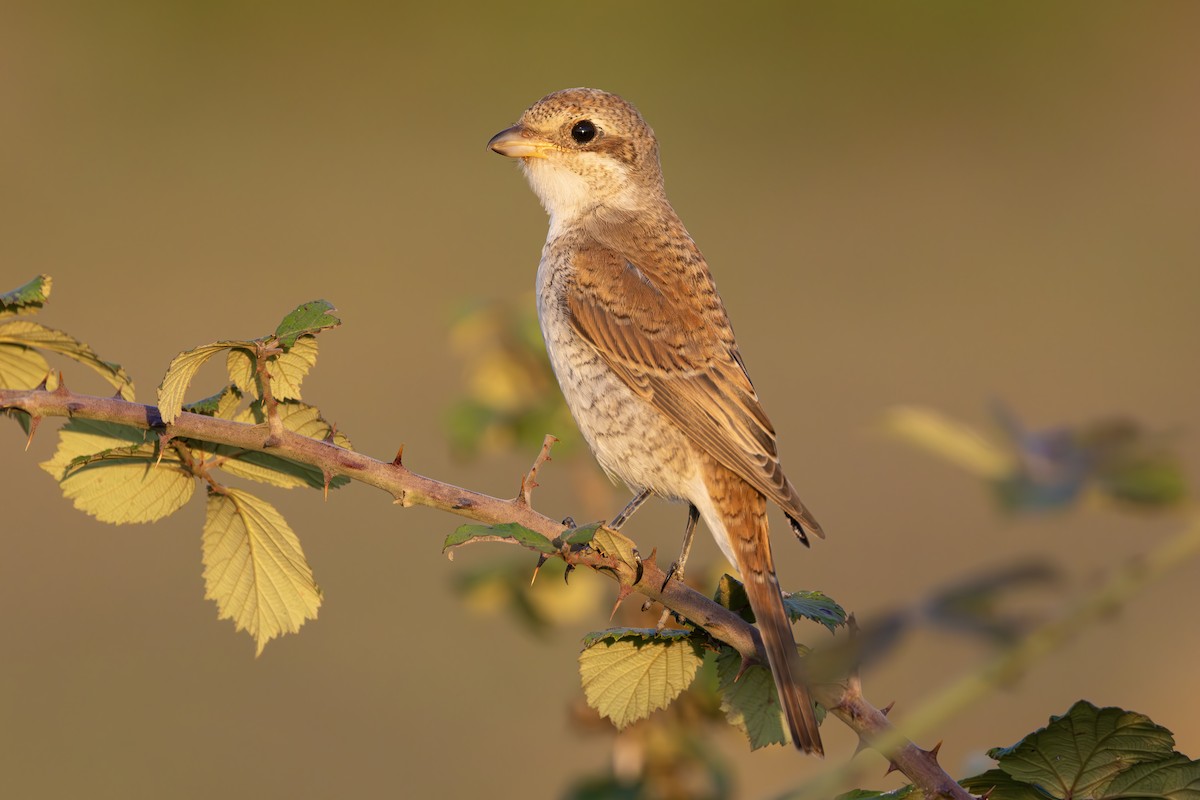 Red-backed Shrike - ML623428387