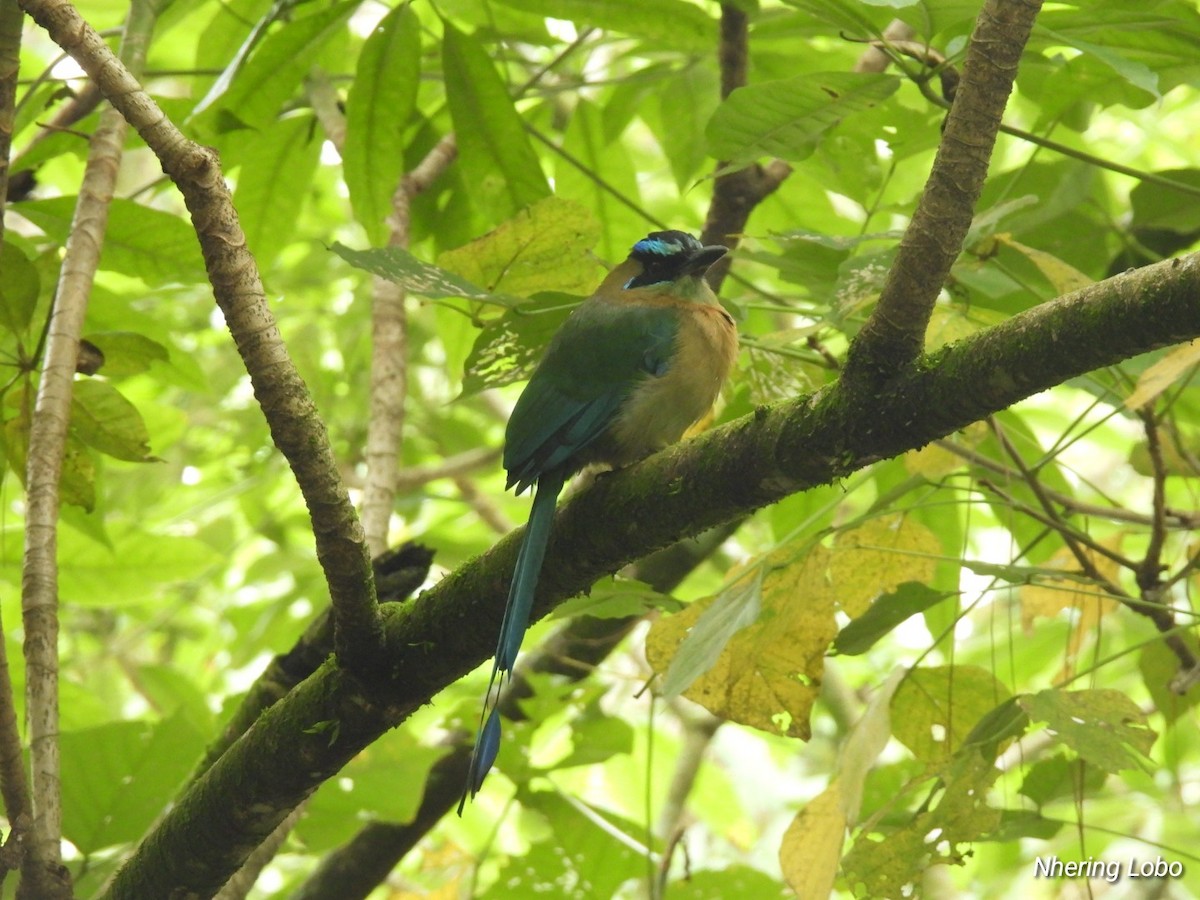 Lesson's Motmot - ML623428402