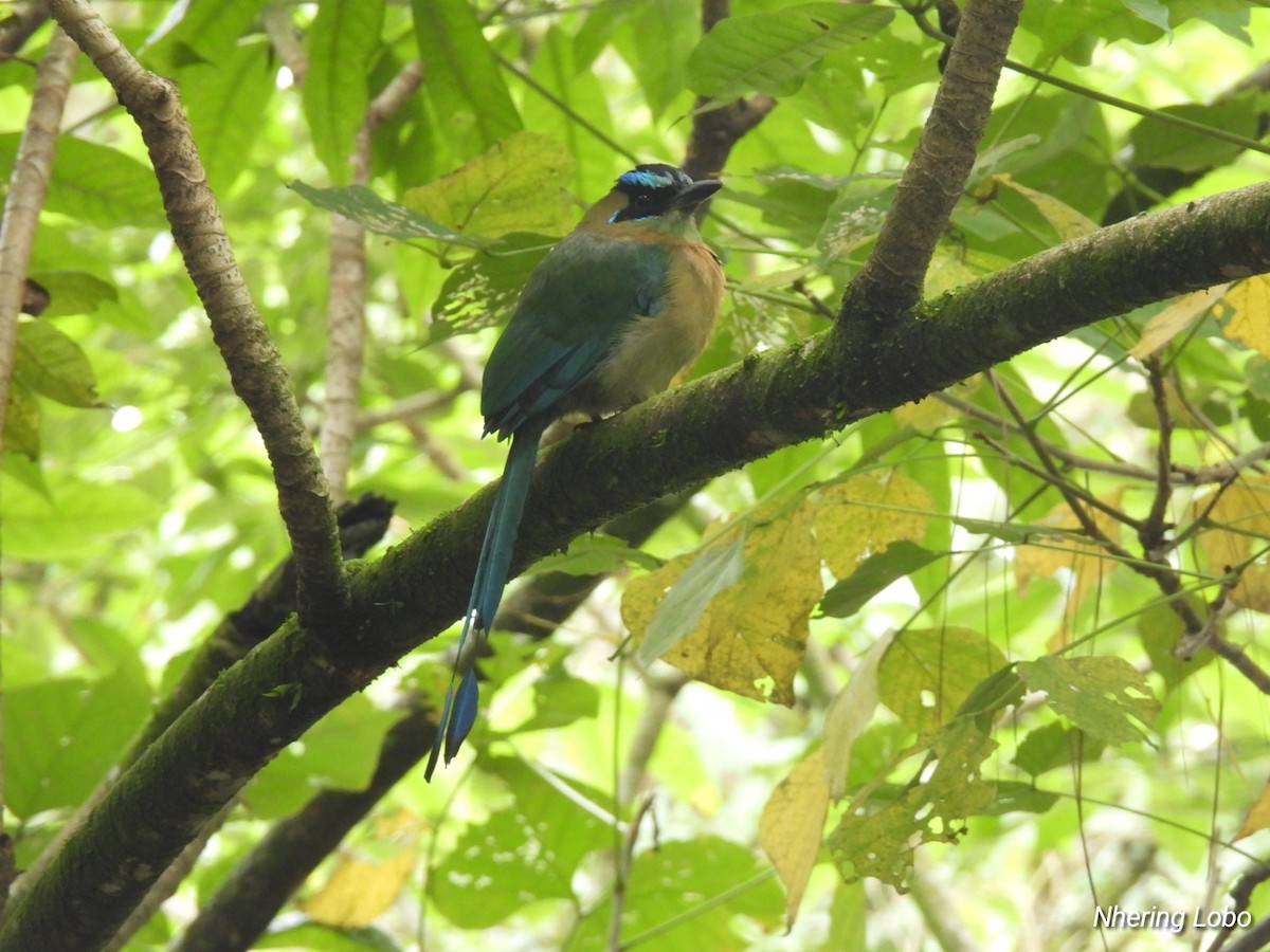 Lesson's Motmot - ML623428403