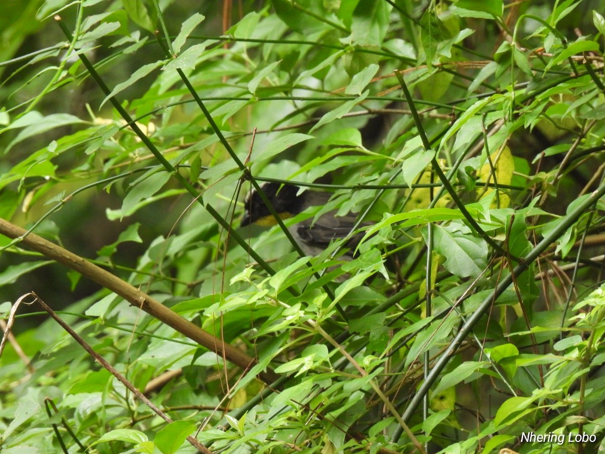 White-naped Brushfinch - ML623428406