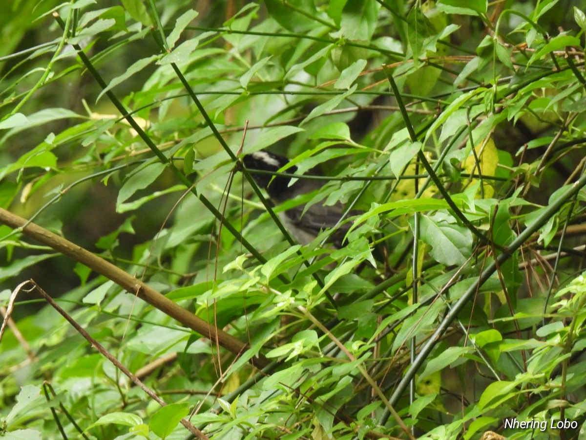 White-naped Brushfinch - ML623428407