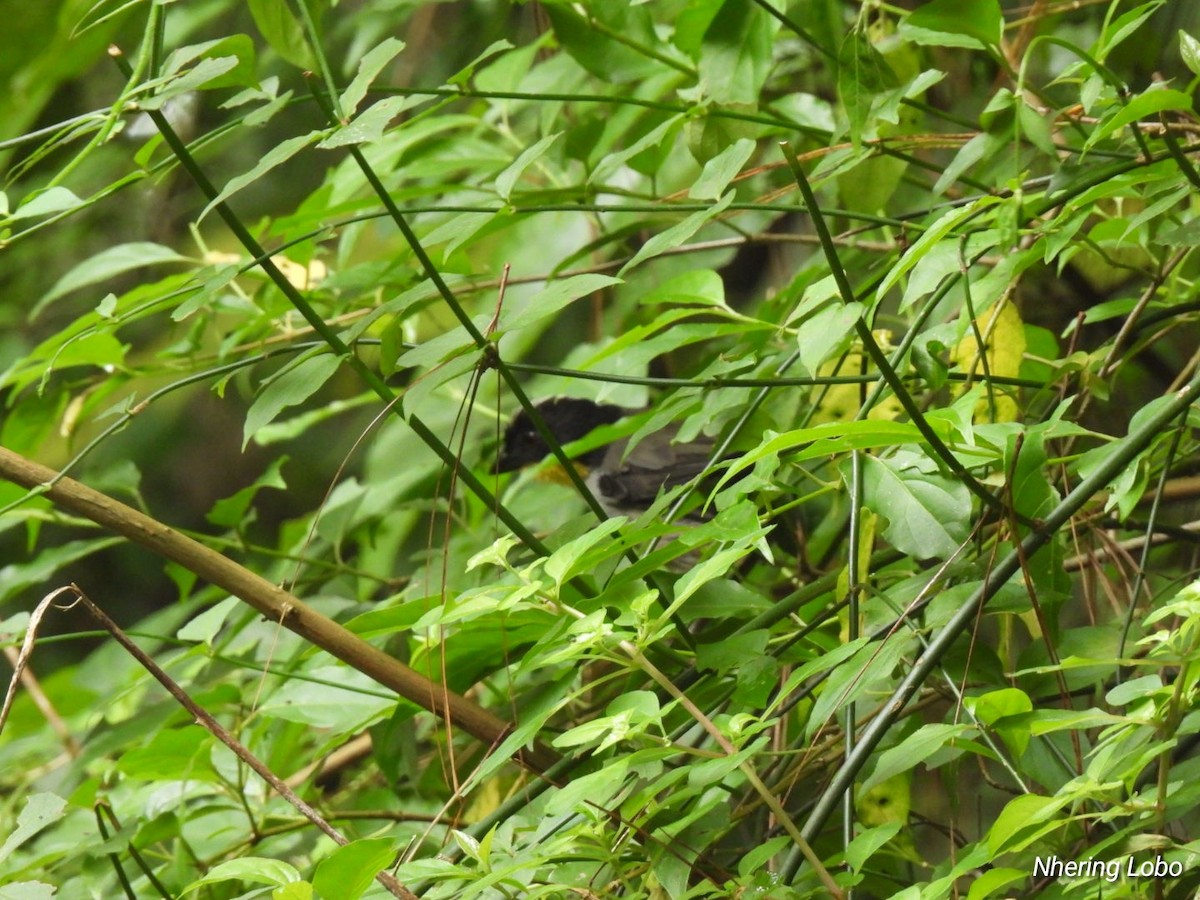 White-naped Brushfinch - ML623428408