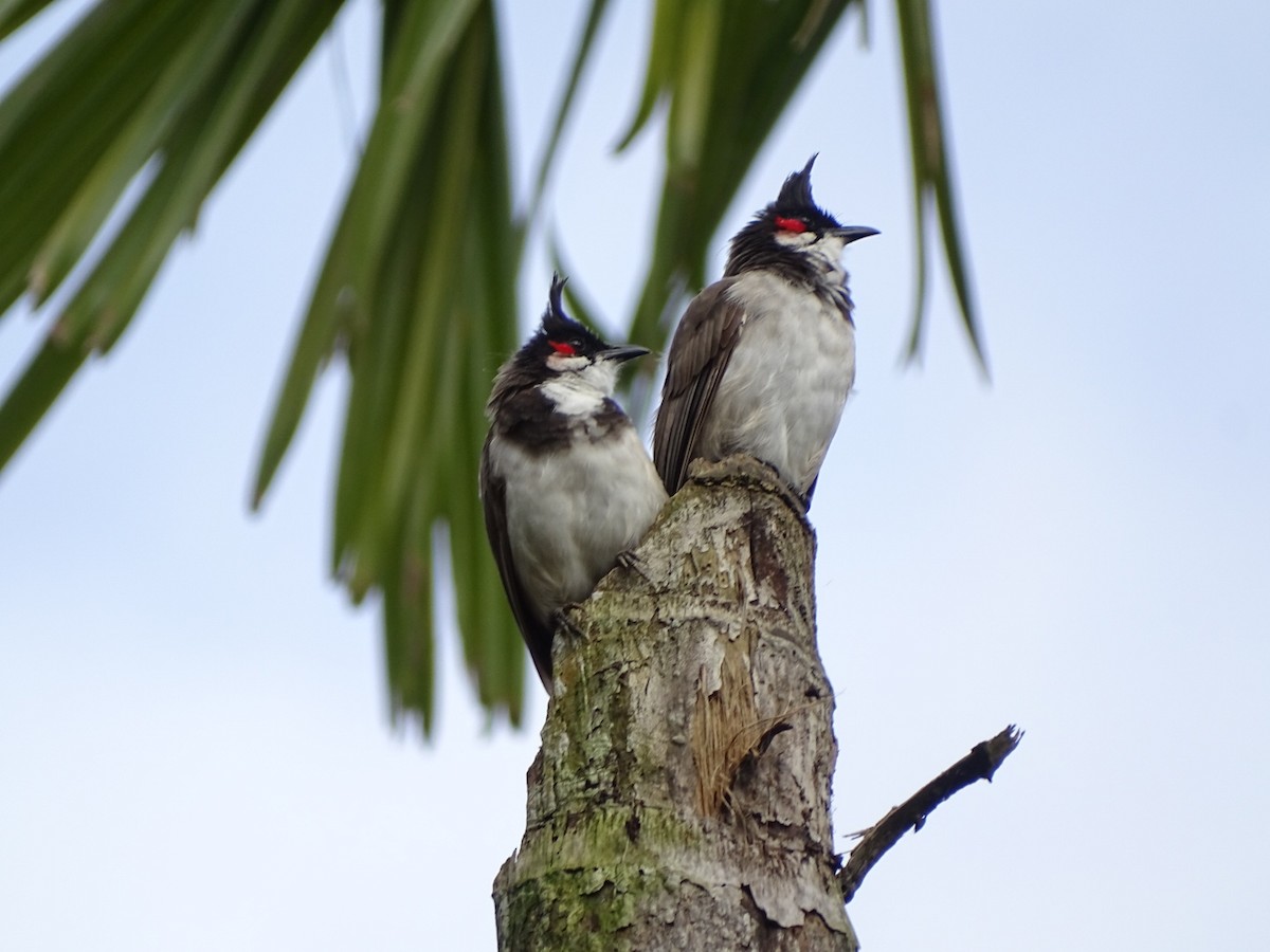 Bulbul Orfeo - ML623428412