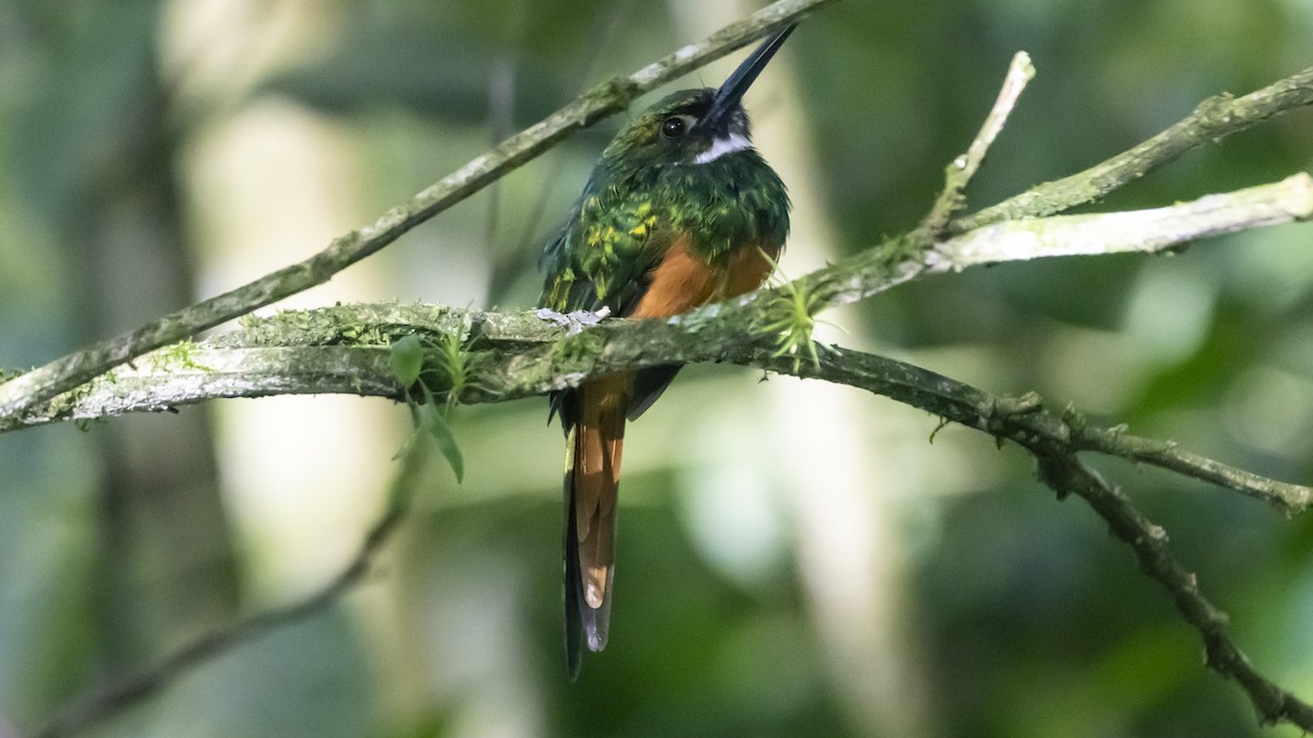 Jacamar à queue rousse - ML623428472