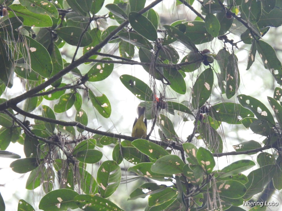 Yellow Warbler - ML623428495