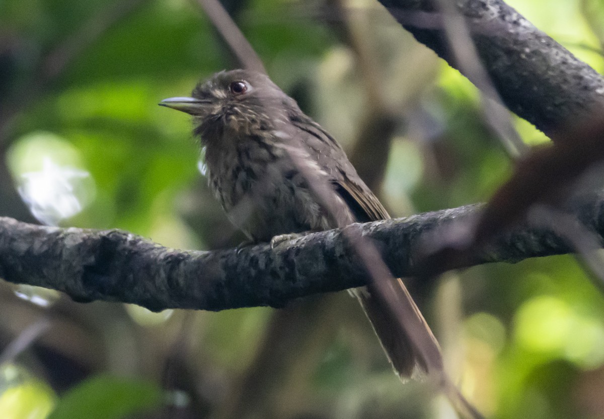 White-whiskered Puffbird - ML623428497