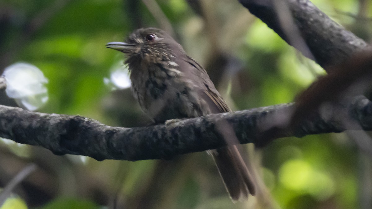 White-whiskered Puffbird - ML623428501