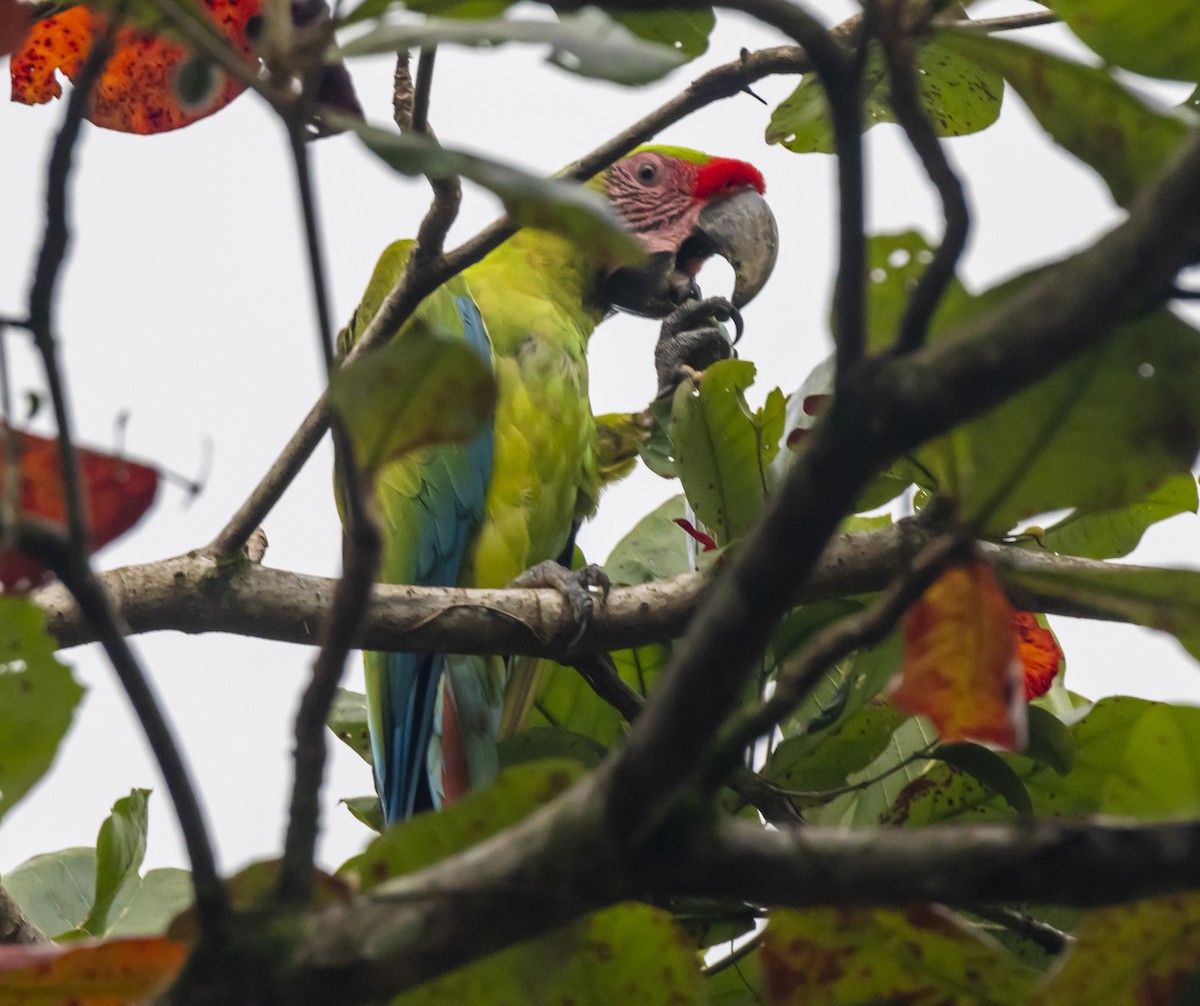 Great Green Macaw - ML623428513