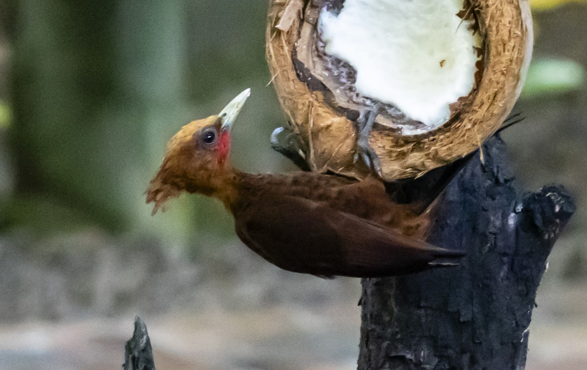 Chestnut-colored Woodpecker - ML623428531