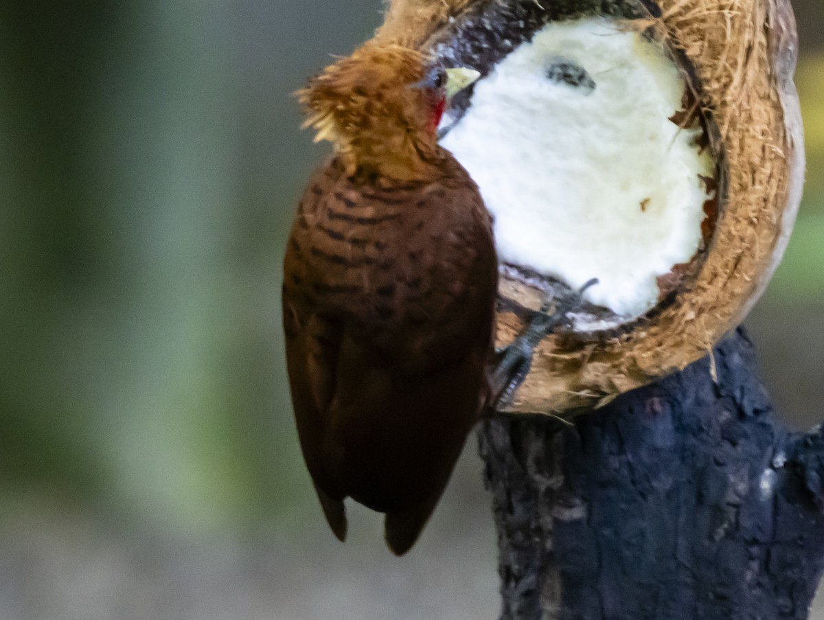 Chestnut-colored Woodpecker - Yehiel Engel