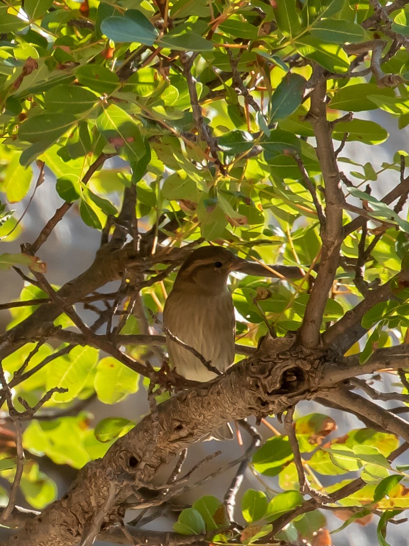 House Sparrow - ML623428557