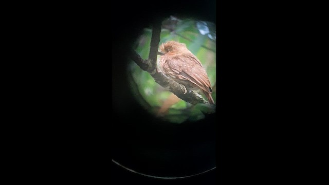 White-whiskered Puffbird - ML623428559