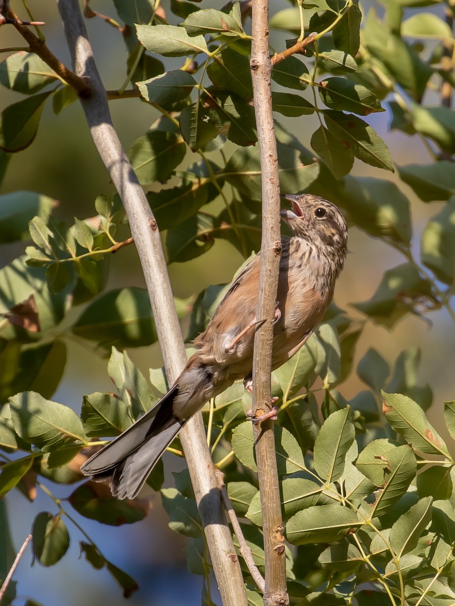 Rock Bunting - ML623428632