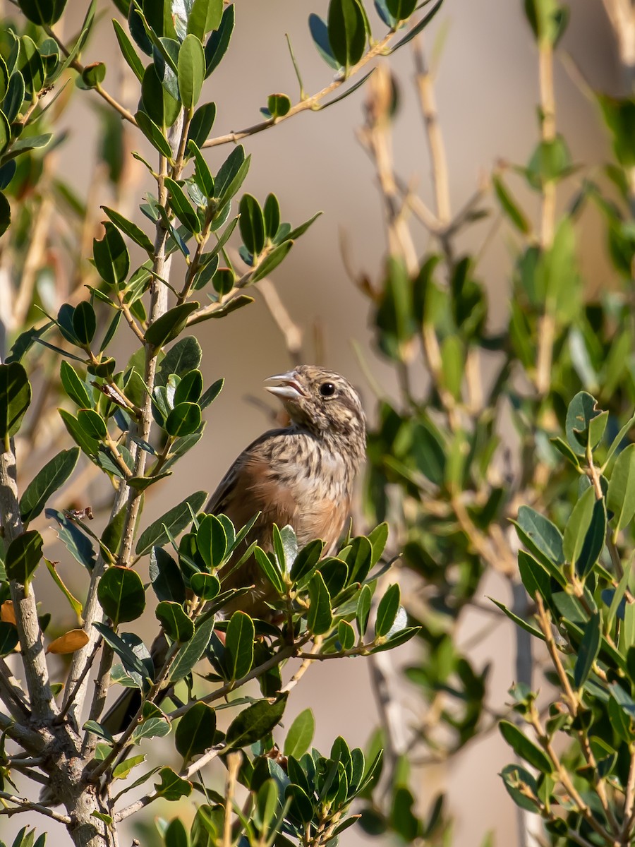 Rock Bunting - ML623428633