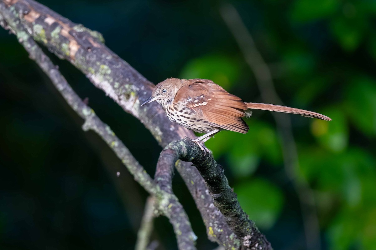 Brown Thrasher - ML623428731