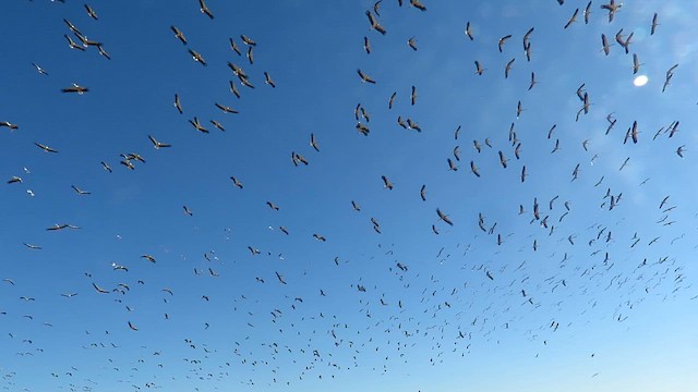 White Stork - ML623428769